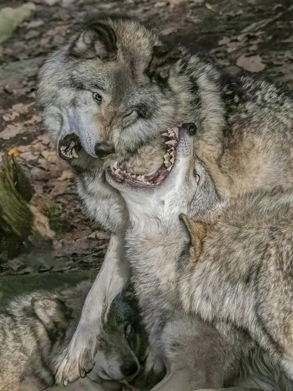 CANVAS photo on canvas 8"x12" wolves playing